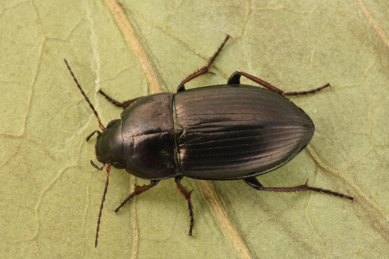 Carabidae: Amara sp.?  S, Amara schimperi!